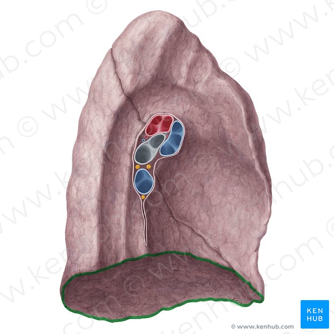 Borda inferior do pulmão esquerdo (Margo inferior pulmonis sinistri); Imagem: Yousun Koh