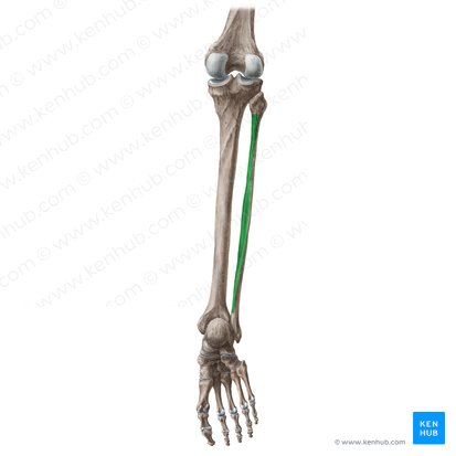 Posterior surface of fibula (Facies posterior fibulae); Image: Liene Znotina