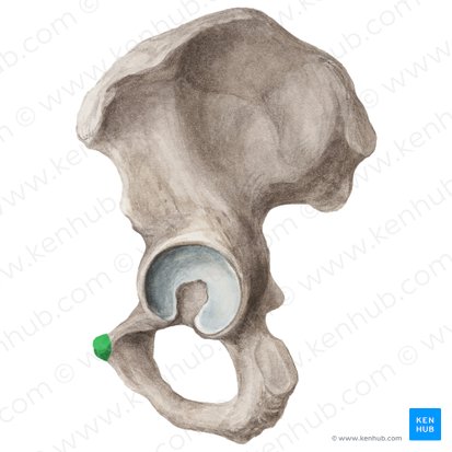 Tubercule pubien (Tuberculum pubicum); Image : Liene Znotina