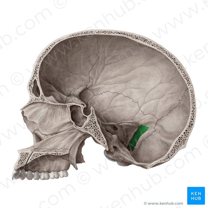 Sulco do seio sigmoide do osso temporal (Sulcus sinus sigmoidei ossis temporalis); Imagem: Yousun Koh