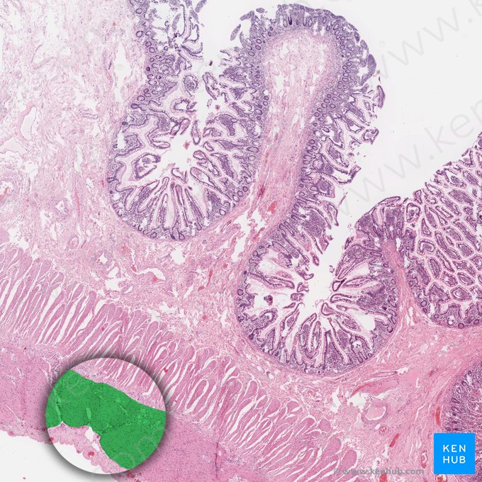 Camada longitudinal externa da túnica muscular (Stratum longitudinale externum tunicae muscularis); Imagem: 