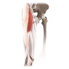 Tensor fasciae latae muscle (3D)