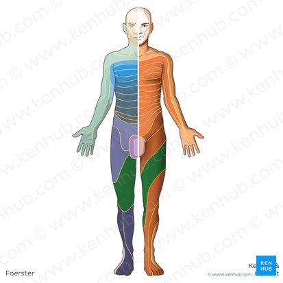 L3 dermatome (Dermatoma L3); Image: Irina Münstermann