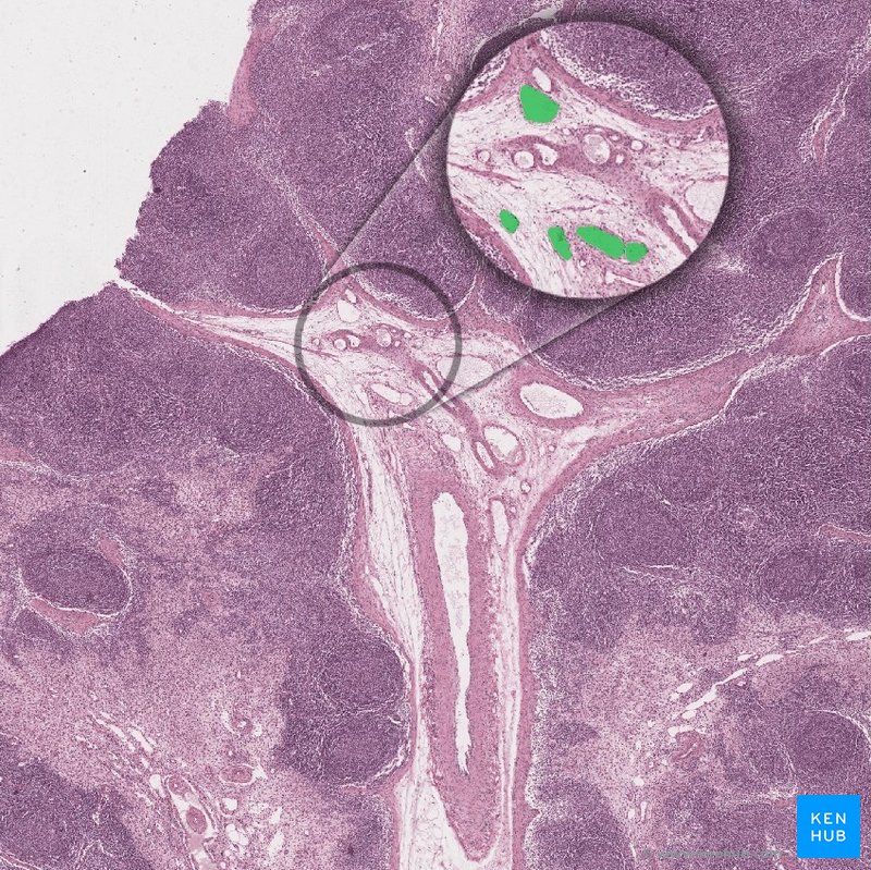 Efferent lymphatic vessels - histological slide