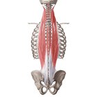 Erector spinae muscles