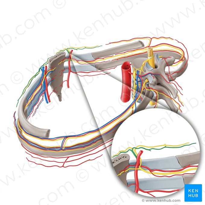 Rami perforantes arteriae thoracicae internae (Perforansäste der inneren Brustkorbarterie); Bild: Paul Kim