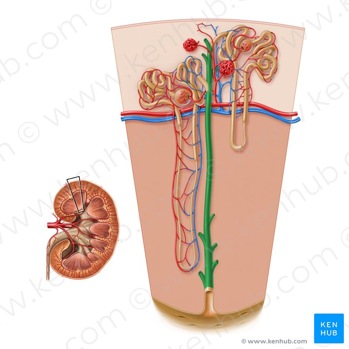 Túbulo colector del túbulo renal (Ductus colligens tubuli renalis); Imagen: Paul Kim