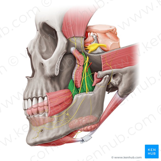 Musculus pterygoideus medialis (Innerer Flügelmuskel); Bild: Paul Kim