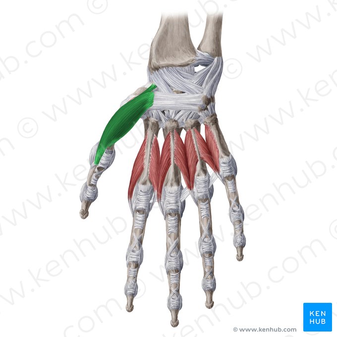 Musculus abductor pollicis brevis (Kurzer Daumenspreizer); Bild: Yousun Koh