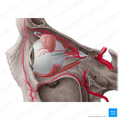 Muscular branches of ophthalmic artery (Rami musculares arteriae ophthalmicae); Image: Yousun Koh