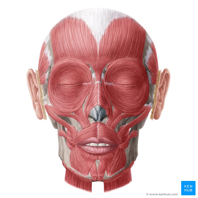 Facial muscles anatomy