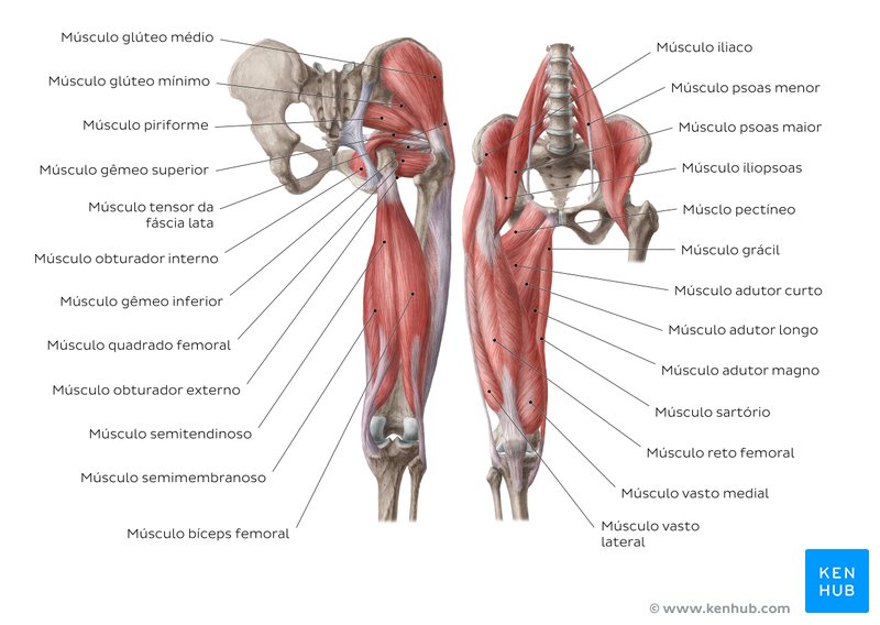 Desenho com respostas dos músculos do membro inferior