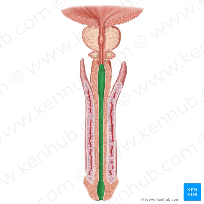 Porción esponjosa de la uretra (Pars spongiosa urethrae); Imagen: Samantha Zimmerman