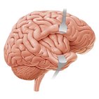Zentrales Nervensystem (ZNS): Einführung in das Gehirn