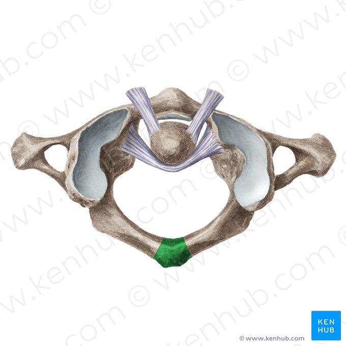 Tuberculum posterius atlantis (Hinterer Höcker des Atlas); Bild: Liene Znotina