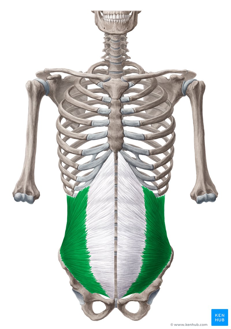 Músculo oblíquo interno abdominal (verde) - vista anterior