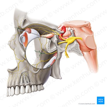 Ramo inferior del nervio supratroclear (Ramus inferior nervi supratrochlearis); Imagen: Paul Kim