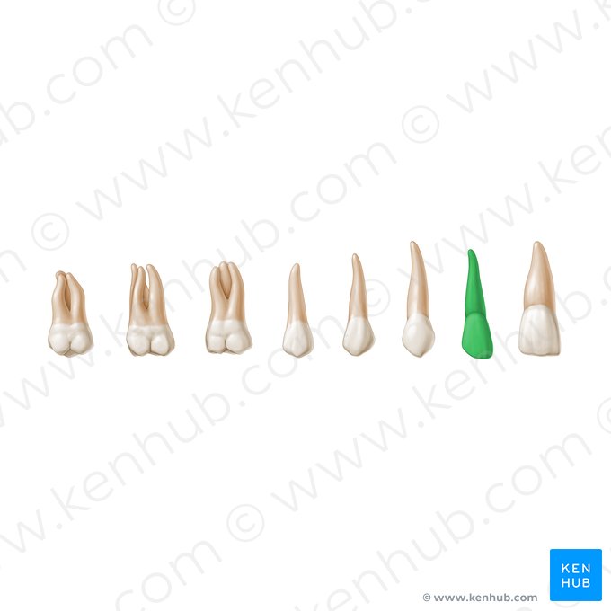 Lateral incisor tooth (Dens incisivus lateralis); Image: Paul Kim