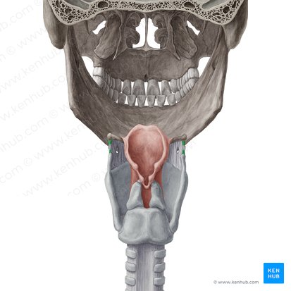 Ligamento tireo-hióideo lateral (Ligamentum thyrohyoideum laterale); Imagem: Yousun Koh