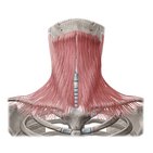 Platysma