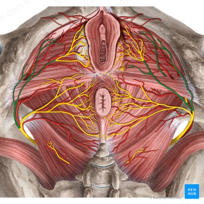 Nervio perineal (Nervus perinealis); Imagen: Rebecca Betts