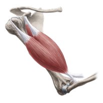 Introducción al sistema musculoesquelético