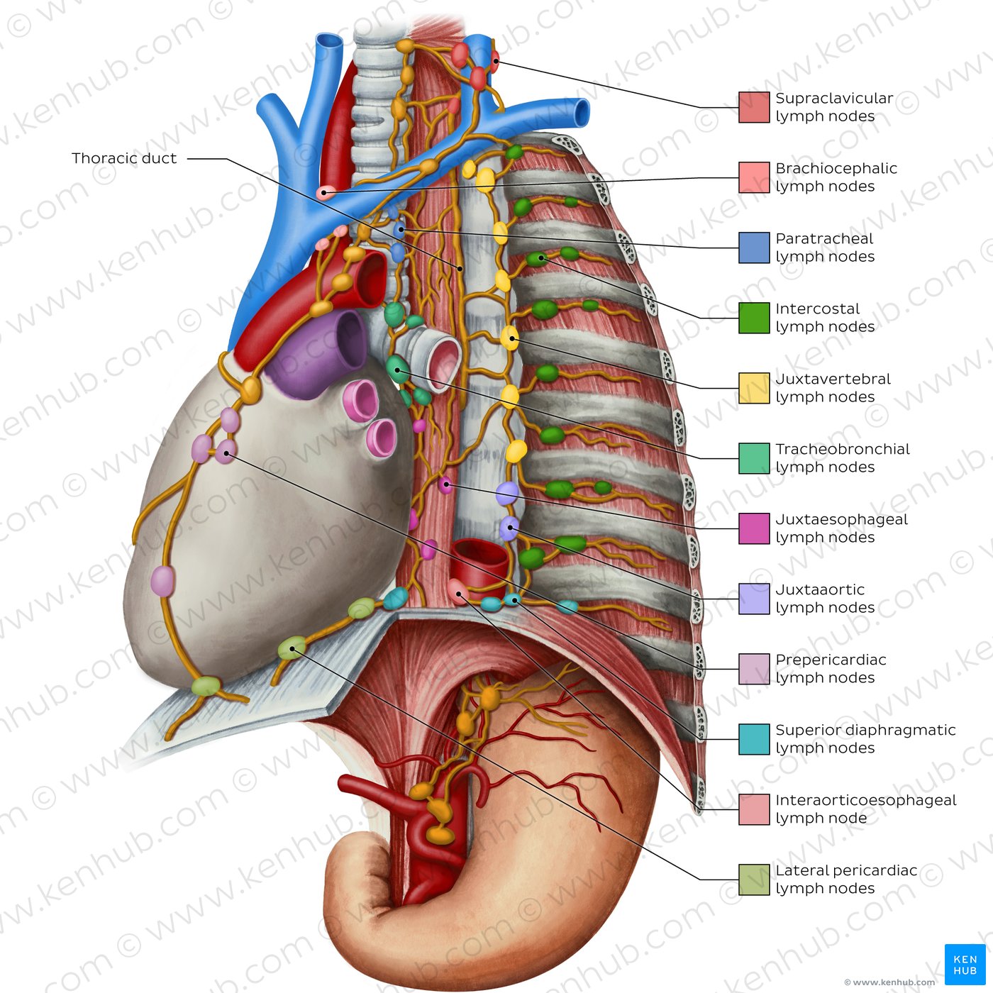 Lymphatics of the mediastinum