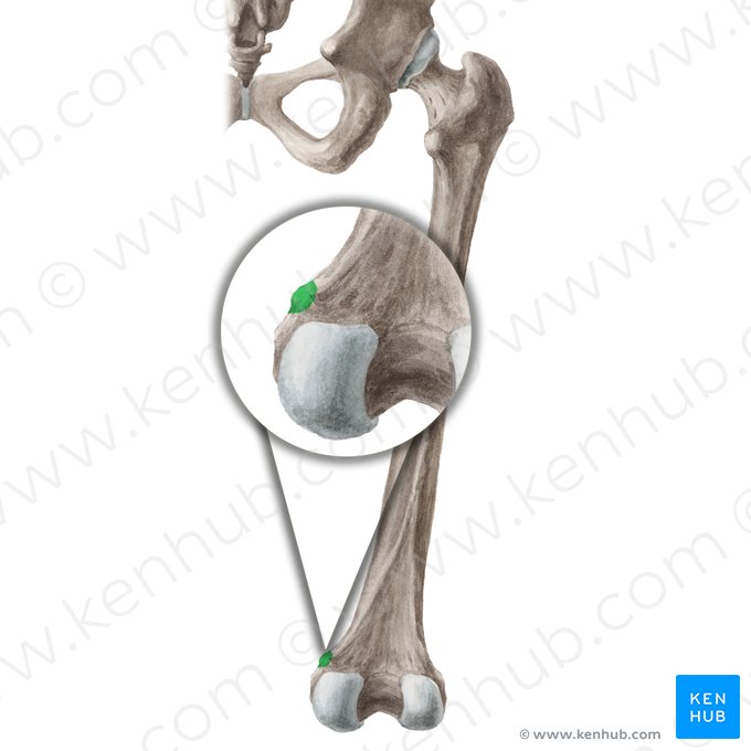 Adductor tubercle of femur (Tuberculum adductorium ossis femoris); Image: Liene Znotina