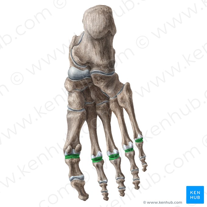 Articulaciones metatarsofalángicas (Articulationes metatarsophalangeae); Imagen: Liene Znotina