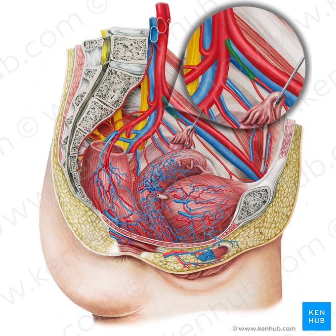 Arteria umbilical izquierda (Arteria umbilicalis sinistra); Imagen: Irina Münstermann
