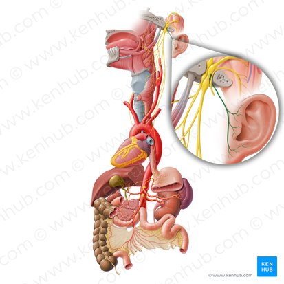 Auricular branch of vagus nerve (Ramus auricularis nervi vagi); Image: Paul Kim