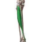 Músculo tibial anterior 