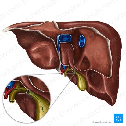 Cystic artery (Arteria cystica); Image: Irina Münstermann