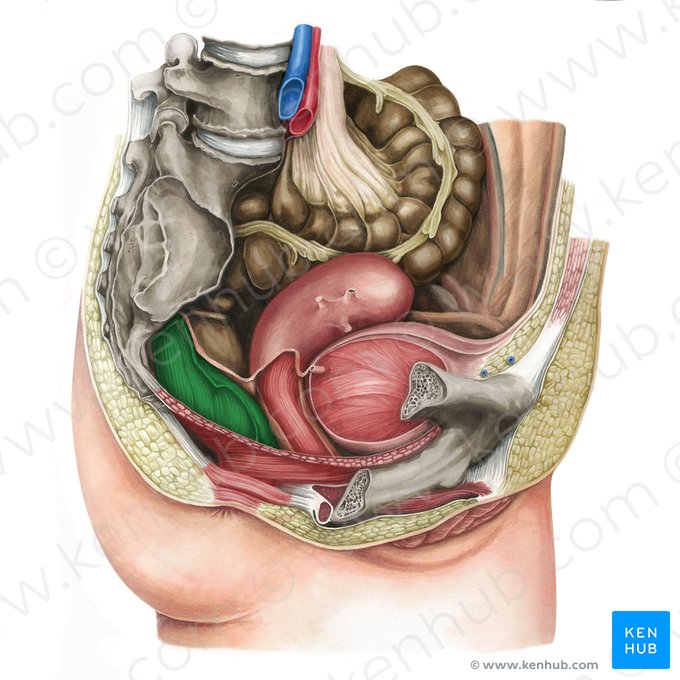 Reto (Rectum); Imagem: Irina Münstermann