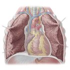 Lungs