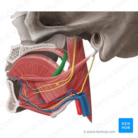 Musculus palatoglossus (Gaumen-Zungen-Muskel); Bild: Begoña Rodriguez