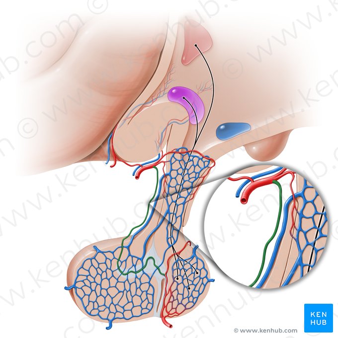 Ramo descendente da artéria hipofisária superior (Ramus descendens arteriae hypophysialis superioris); Imagem: Paul Kim