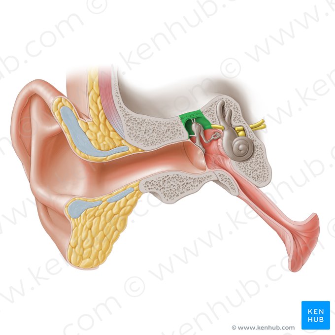 Parede tegmentar da cavidade timpânica (Paries tegmentalis cavitatis tympani); Imagem: Paul Kim