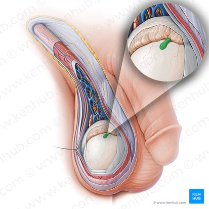 Appendix testis (Hodensackanhängsel); Bild: Paul Kim