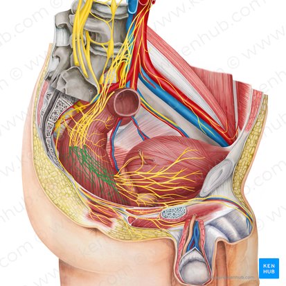 Plexus anorectalis inferior (Unteres Mastdarmgeflecht); Bild: Irina Münstermann