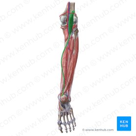 Musculus plantaris (Fußsohlenmuskel); Bild: Liene Znotina
