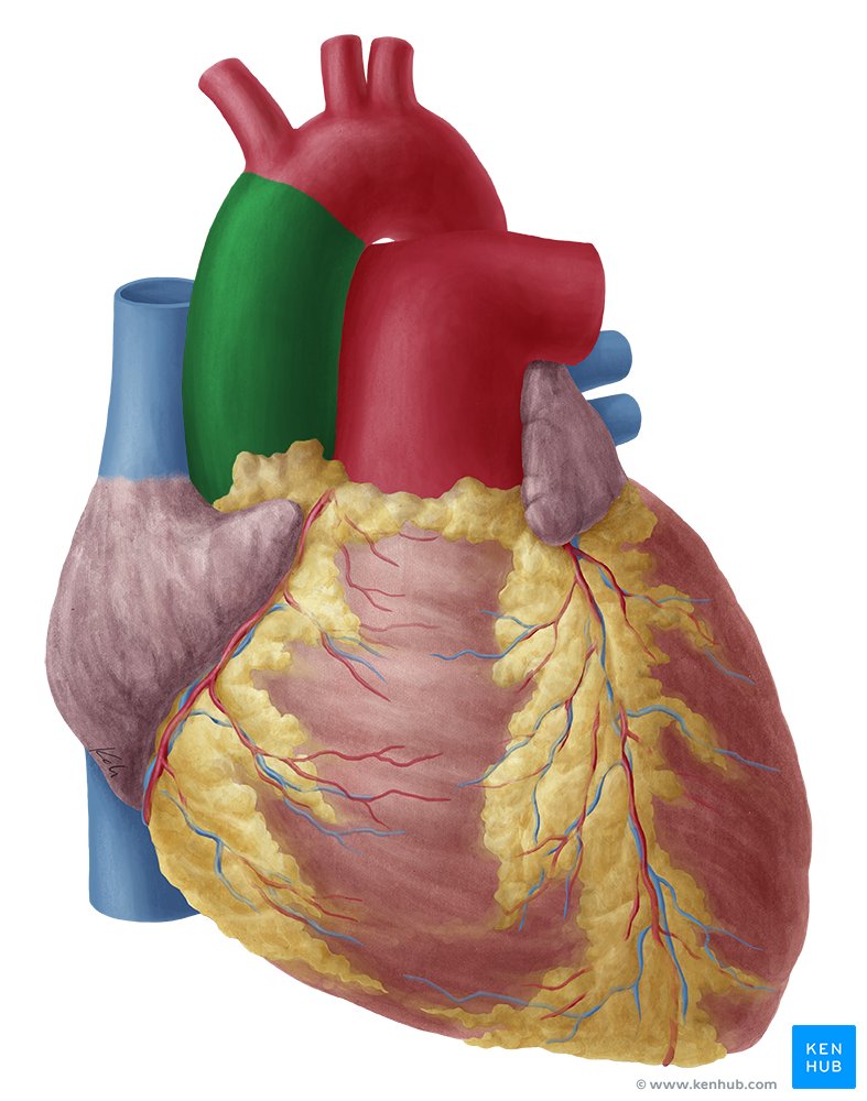 Aorta ascendente - vista anterior (verde)