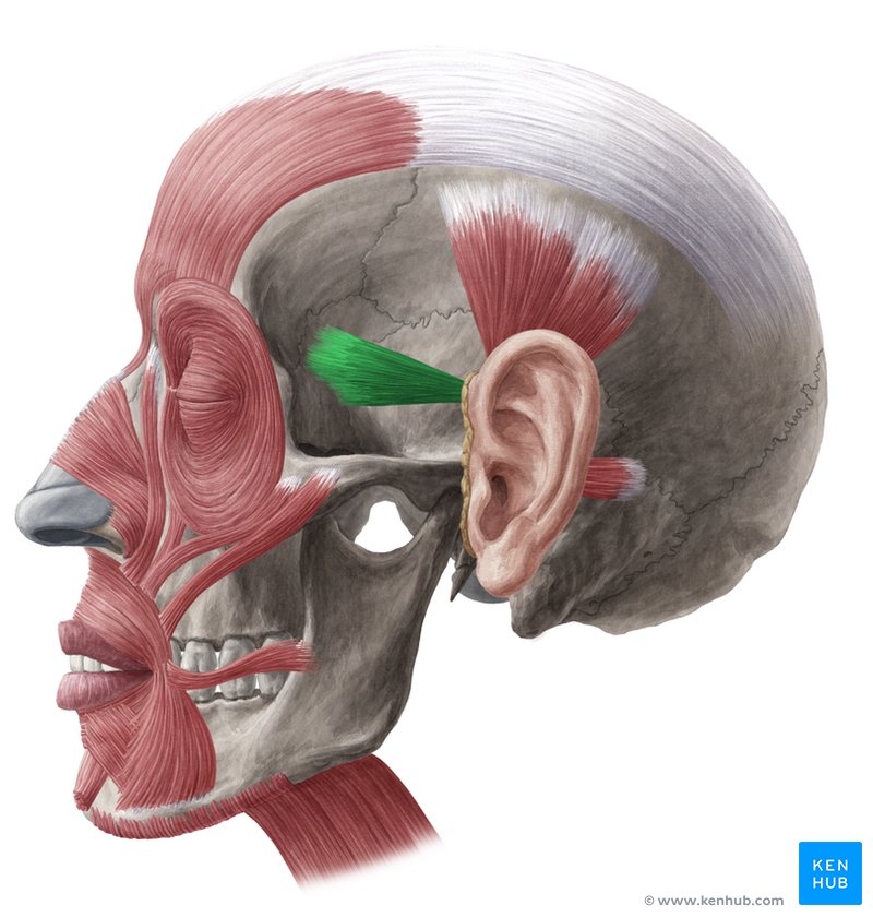 Lateral left view of the anterior auricular muscle