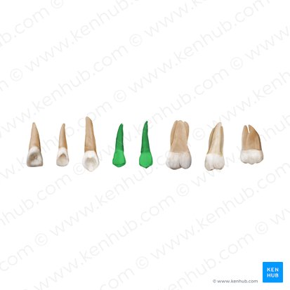 Premolar teeth (Dentes premolares); Image: Begoña Rodriguez