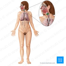 Thyroid cartilage (Cartilago thyroidea); Image: Begoña Rodriguez