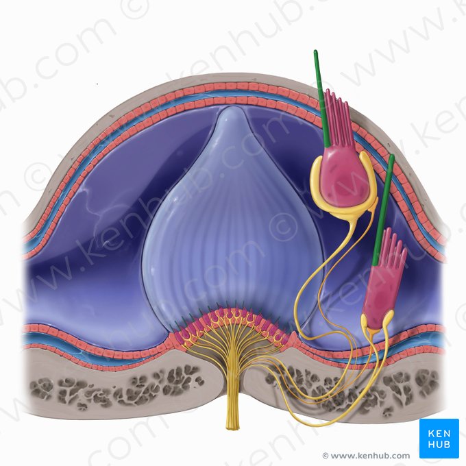 Kinocilium of vestibular hair cell (Kinocilium vestibulocyti); Image: Tal Bavli Ziv