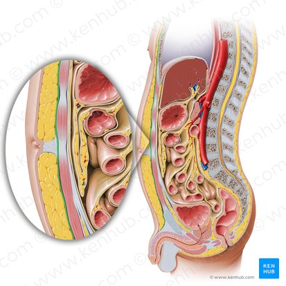 Fascia de revestimiento abdominal (Stratum membranosum telae subcutanei abdominis); Imagen: Paul Kim