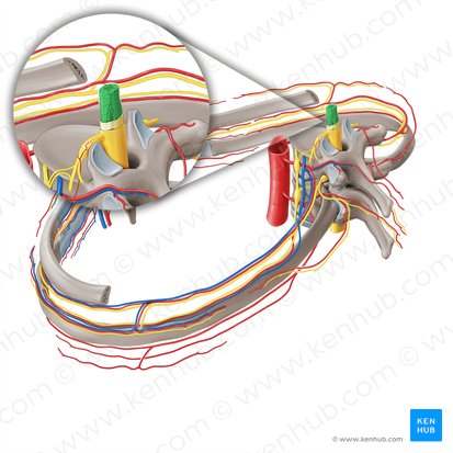 Spinal cord (Medulla spinalis); Image: Paul Kim