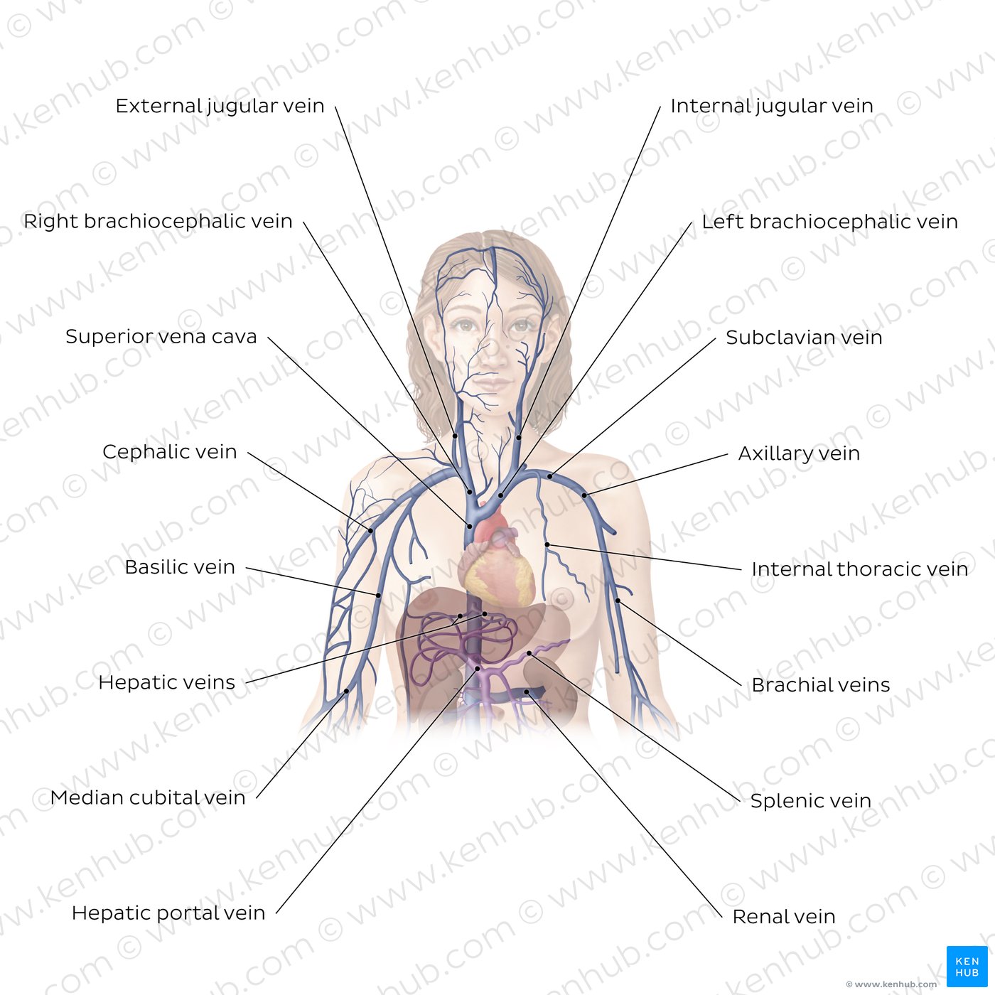Cardiovascular system: Veins of the upper part of the body