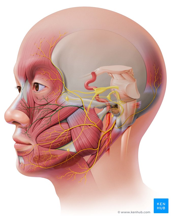 Zygomatic branches of facial nerve: Lateral-left view